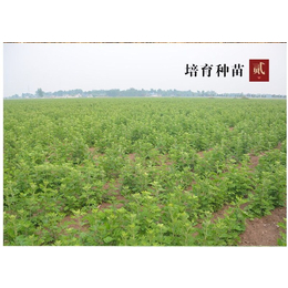 陜西艾草,艾草種植技術,艾奇易(*商家)