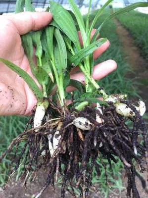 [白芨種苗批發]陜西漢中漢臺區白芨種苗 0.60元/棵白芨苗2年 _ 一畝田