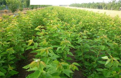 櫻桃種苗批發-山西櫻桃苗-陜西櫻桃苗