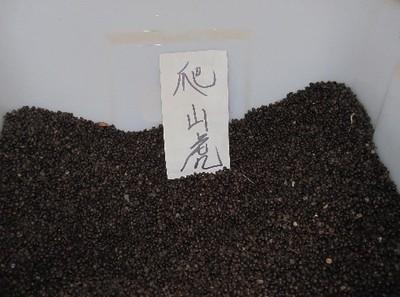 【供應(yīng)寧夏爬山虎種子價(jià)格】?jī)r(jià)格,廠家,其他種子、種苗-搜了網(wǎng)