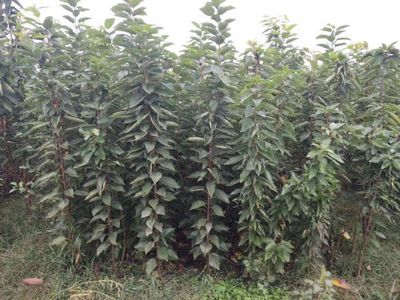 陜西寶雞櫻桃種苗(美早、布魯克斯、早大果、俄羅斯八號(hào)、美國(guó)一號(hào))|櫻桃種苗(美早、布魯克斯、早大果、俄羅斯八號(hào)、美國(guó)一號(hào))價(jià)格|櫻桃種苗(美早、布魯克斯、早大果、俄羅斯八號(hào)、美國(guó)一號(hào))圖片-中國(guó)苗木網(wǎng)miaomu.com