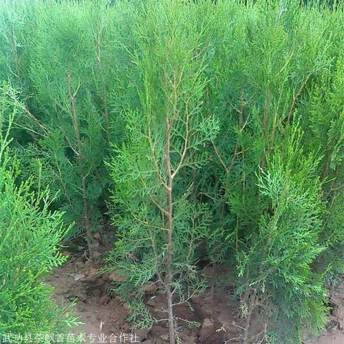 基地各類柏樹苗出售 側柏小苗大苗質優價低 基地出售多種綠化苗