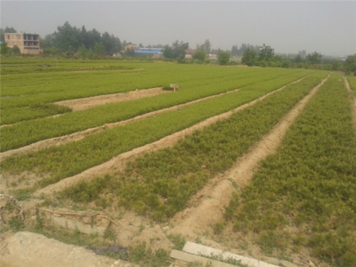 陜西白皮松-陜西白皮松批發-陜西厚樸苗價格|陜西櫻桃苗價格|陜西獼猴桃苗 產品展示(陜西苗木基地_陜西種苗供應商_陜西苗木批發)-金泉網