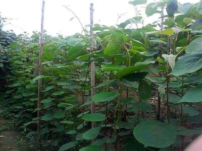 供應(yīng)楊凌農(nóng)科城獼猴桃種苗