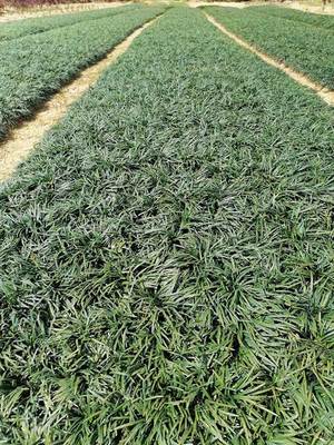 寧夏麥冬草規(guī)格-李斌麥冬草-陜西麥冬草養(yǎng)護(hù)