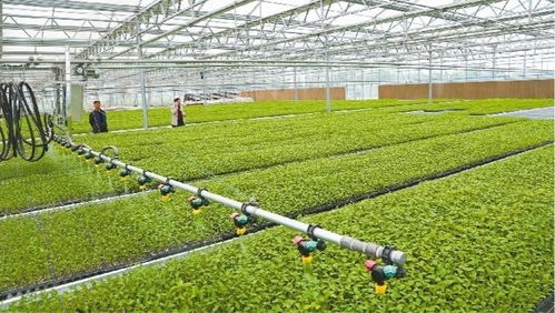 興平 工廠化育苗智能溫室年供優質種苗600萬株