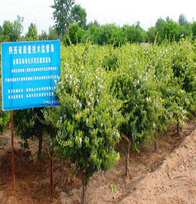 「喬木」陜西金花3號育苗基地金銀花種苗供應