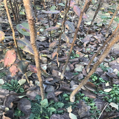 【梨樹苗合作社、地徑0.8厘米秋月梨樹苗】- 