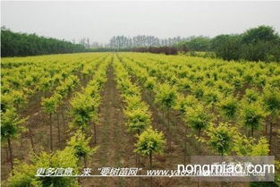 國(guó)槐樹(shù)苗 多種規(guī)格 陜西周至發(fā)貨