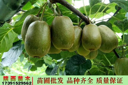 寶雞眉縣紅陽(yáng)獼猴桃的樹(shù)苗獼猴桃苗廠(chǎng)家價(jià)錢(qián)陜西彌猴桃包郵