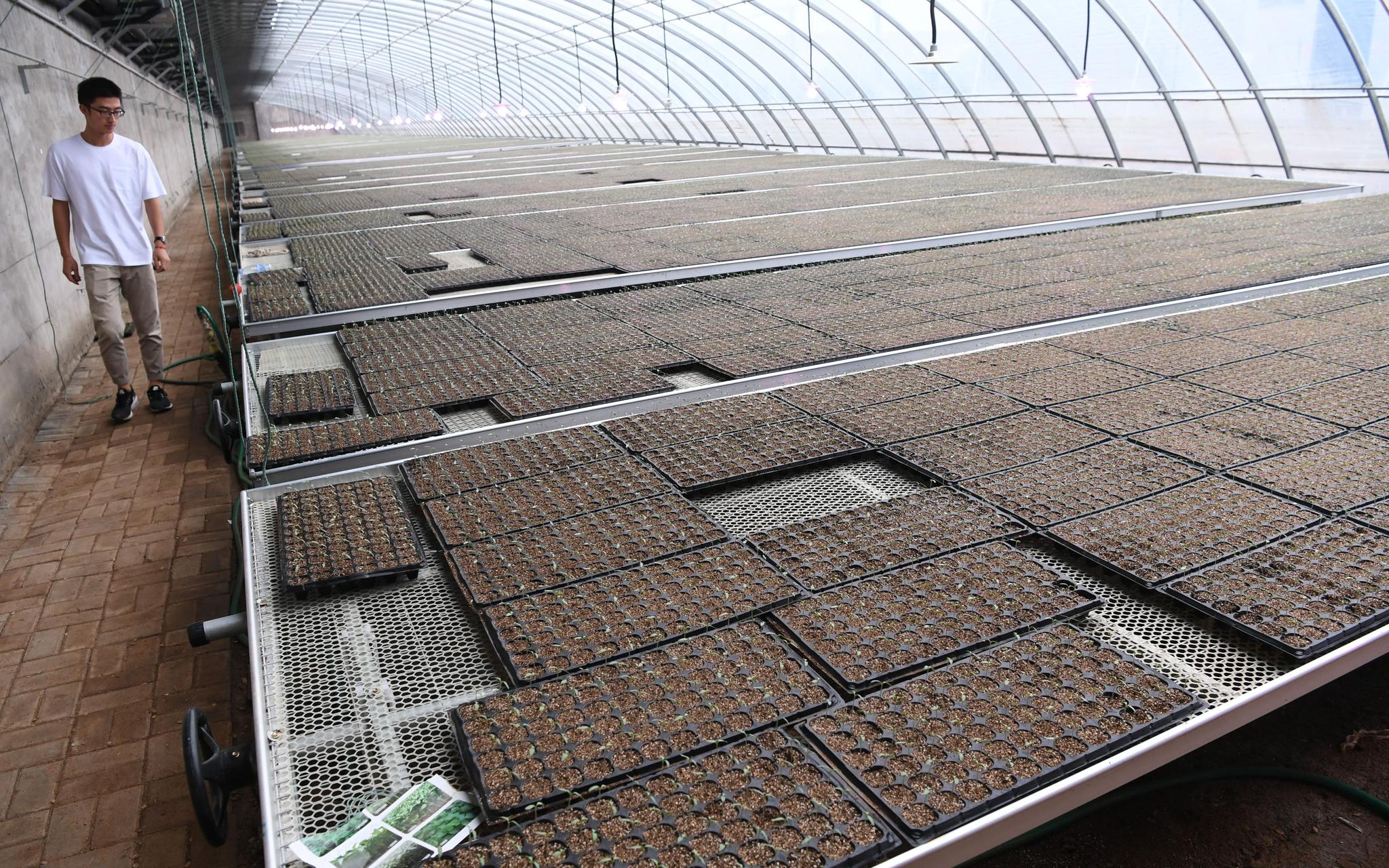 工廠(chǎng)化育苗年產(chǎn)值過(guò)億 帶動(dòng)曲周縣農(nóng)民增收