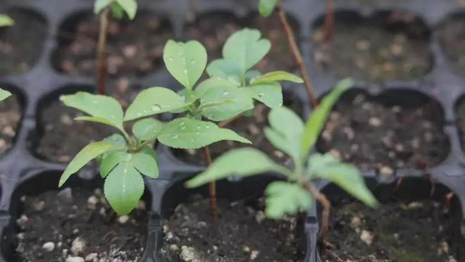 【人勤春來早 奮進正當(dāng)時】春暖黃陵 科技助力種苗培育開啟新篇