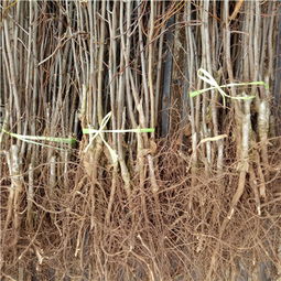 【陜西澳洲青萍蘋果苗哪里有賣的】-