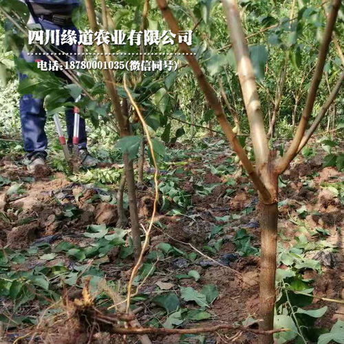 【湖北鳳凰李子苗育苗技術湖北鳳凰李子苗今年價格】- 