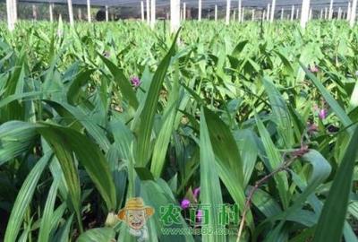 價格下跌 白及種植賺錢嗎?(圖文)