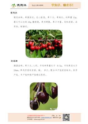 陜西沃果車厘子種苗品種簡介