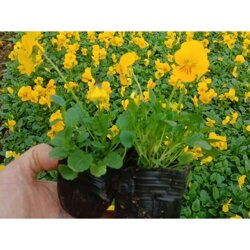 陜西角堇種苗多少錢價格