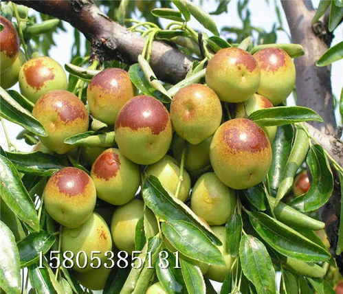 棗樹苗在陜西寶雞什么價(jià)格沾化冬棗樹苗提供種植技術(shù)