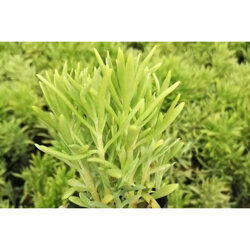 陜西佛甲草種苗基地批發(fā)