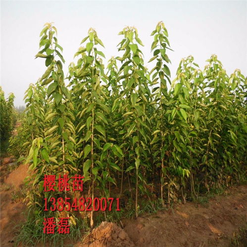 【黑珍珠櫻桃苗、黑珍珠櫻桃樹苗新品種、黑珍珠櫻桃樹樹苗價格多少】- 