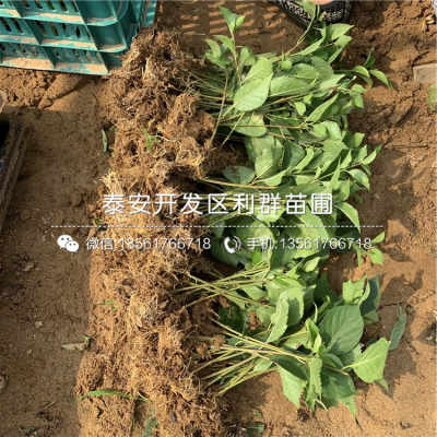 陜西15公分櫻桃樹苗品種