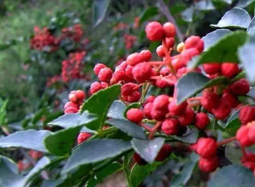 陜西10條線路入選全國鄉(xiāng)村旅游學習體驗線路