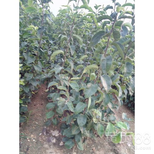 【陜西2公分翠冠梨樹苗價格、2公分翠冠梨樹苗批發(fā)基地現(xiàn)挖現(xiàn)賣】- 