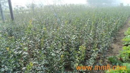 花卉種子、種苗-花卉種子、種苗供應(yīng)-花卉種子、種苗價格-產(chǎn)品大全列表-E路風機網(wǎng)產(chǎn)品大全