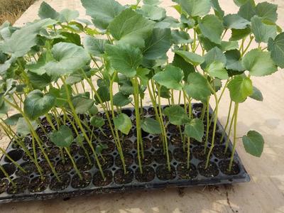 [秋葵種苗批發]陜西咸陽楊陵區秋葵種苗 0.55元/株秋葵苗 _ 一畝田