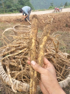 [黨參苗批發]陜西安康旬陽市黨參苗 0.50元/棵黨參苗 黨參 _ 一畝田