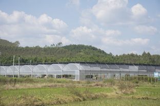 龍門縣絲苗米產(chǎn)業(yè)園 唱響 動(dòng)起來 沉下去 走出去 園區(qū)發(fā)展三部曲 守好最具情懷的米業(yè)大計(jì)