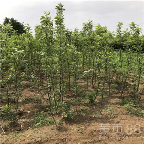 【響富蘋果苗出售價(jià)格、響富蘋果苗什么時(shí)候種植好】- 