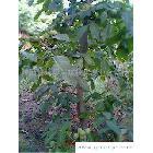 陜西_種子、種苗_食品、飲料、農(nóng)林牧副漁_供應(yīng)搜索_綠色產(chǎn)品網(wǎng)