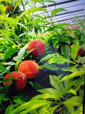 陜西種苗器批發(fā)采購(gòu)_陜西種苗器供應(yīng)_陜西種苗器價(jià)格_陜西種苗器批發(fā)網(wǎng)[第0頁]