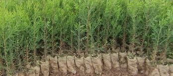 側(cè)柏樹苗木陜西西安周至兩年生營(yíng)養(yǎng)袋側(cè)柏容器苗柏樹苗量大從優(yōu)