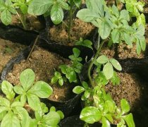 【醉蝶花熱賣促銷】_價(jià)格/圖片/廠家 - 熱賣促銷