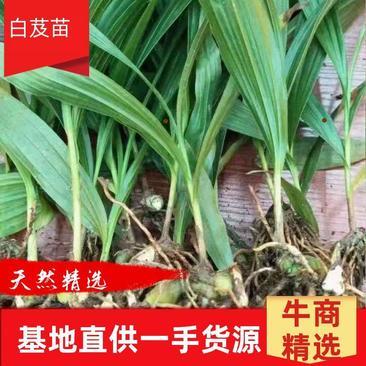 [白芨種苗批發(fā)]陜西商洛山陽縣白芨種苗 0.06元/棵純紫花白芨 _ 一畝田