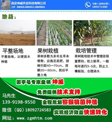 獼猴桃樹苗怎么種植_獼猴桃樹種植 在線咨詢 _江山獼猴桃