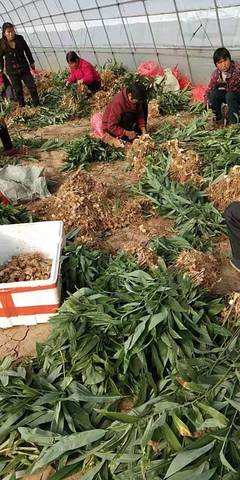 漢中黃精育苗技術(shù)