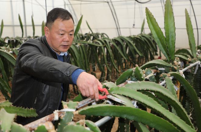 陜西楊凌:全產(chǎn)業(yè)鏈賦能集體經(jīng)濟 火龍果結出&ldquo;致富果&rdquo;