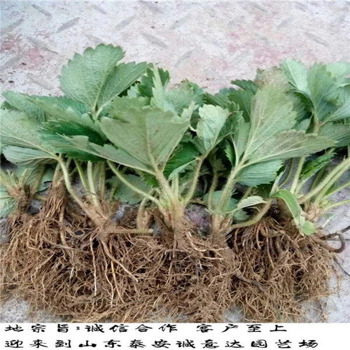 基地培育圣誕紅草莓種苗,陜西西安圣誕紅草莓種苗