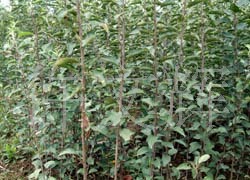 陜西矮化蘋果果樹,批發(fā)矮化蘋果苗,果樹苗木,優(yōu)質矮化蘋果種苗