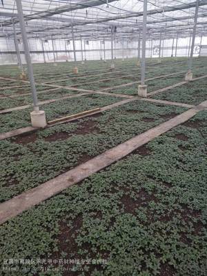 云南麗江寧蒗 竹節參種苗哪里有 苗子