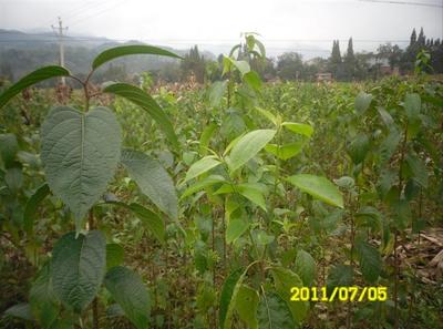 陜西厚樸苗價格-杜仲苗、供應陜西杜仲苗、陜西杜仲苗基地 -陜西獼猴桃苗|獼猴桃苗批發|獼猴桃苗 產品展示(陜西苗木基地_陜西種苗供應商_陜西苗木批發)-金泉網