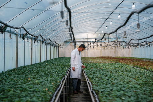 四季中國(guó)丨春日里 他們?yōu)樵颇匣ɑ苜x予'芯'動(dòng)能 陜西種苗