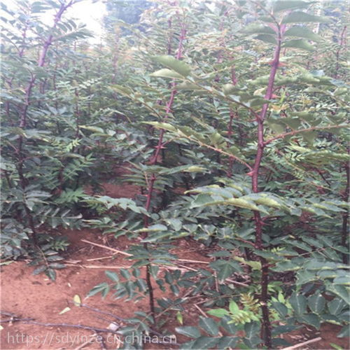 正宗陜西韓城大紅袍花椒樹(shù)苗及獅子頭、青花椒苗產(chǎn)地價(jià)格與種植指南