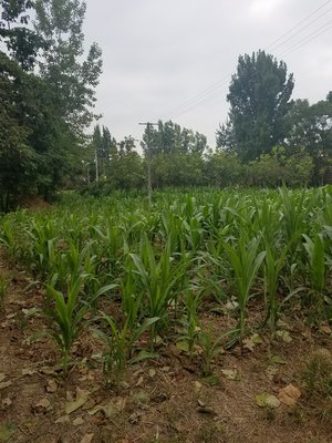 陜西種苗與大地種苗農(nóng)作物研究所的發(fā)展與影響