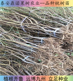 陜西7-5油蟠桃苗 早熟優(yōu)質(zhì)桃樹(shù)苗品種的直銷優(yōu)勢(shì)與種植指南