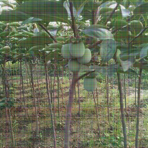 8公分柿子樹 果個大適應性強，陜西種苗的優選品種