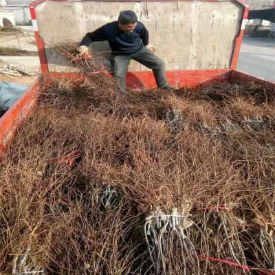 陜西優質5年冬棗樹苗，農戶直銷，助您豐收致富